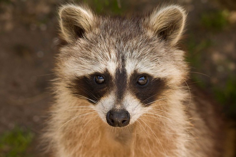 Un visage de Raton Laveur