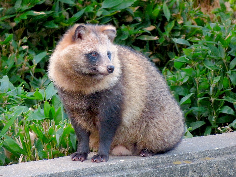 Photo d&rsquo;un Tanuki du Japon qui est l&rsquo;animal mascotte de Gitlab
